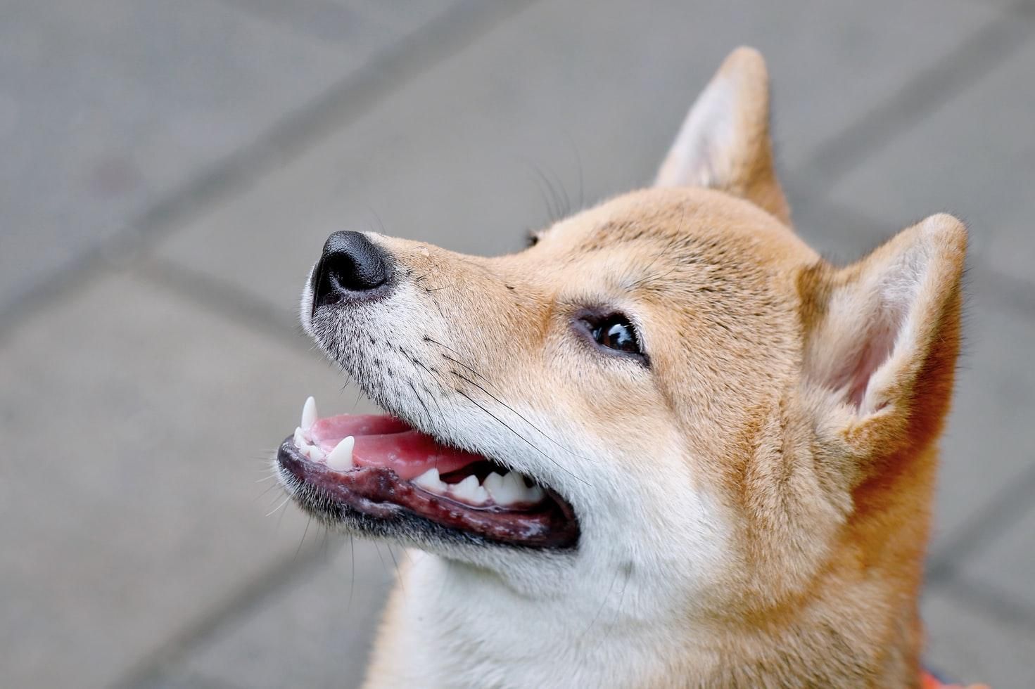 Илон Маск не причастен: цена криптовалюты Shiba inu стремительно взлетела до рекордного уровня - bitcoin новости - Финансы Илон Маск не причастен: цена криптовалюты Shiba inu стремительно взлетела до рекордного уровня - bitcoin новости - Финансы
