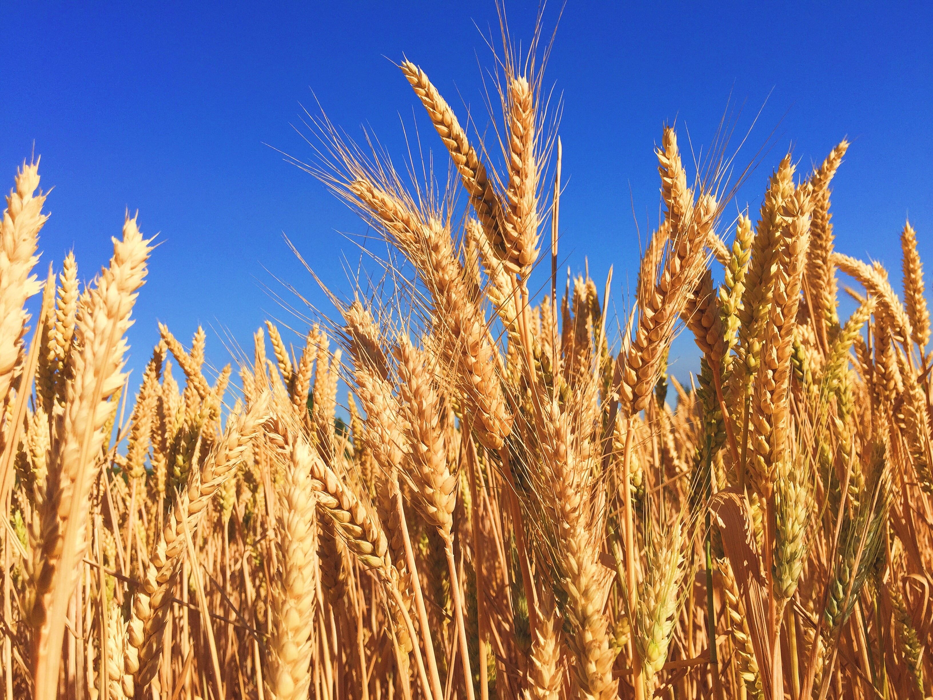 Цены на пшеницу стремительно растут после массового обстрела Украины