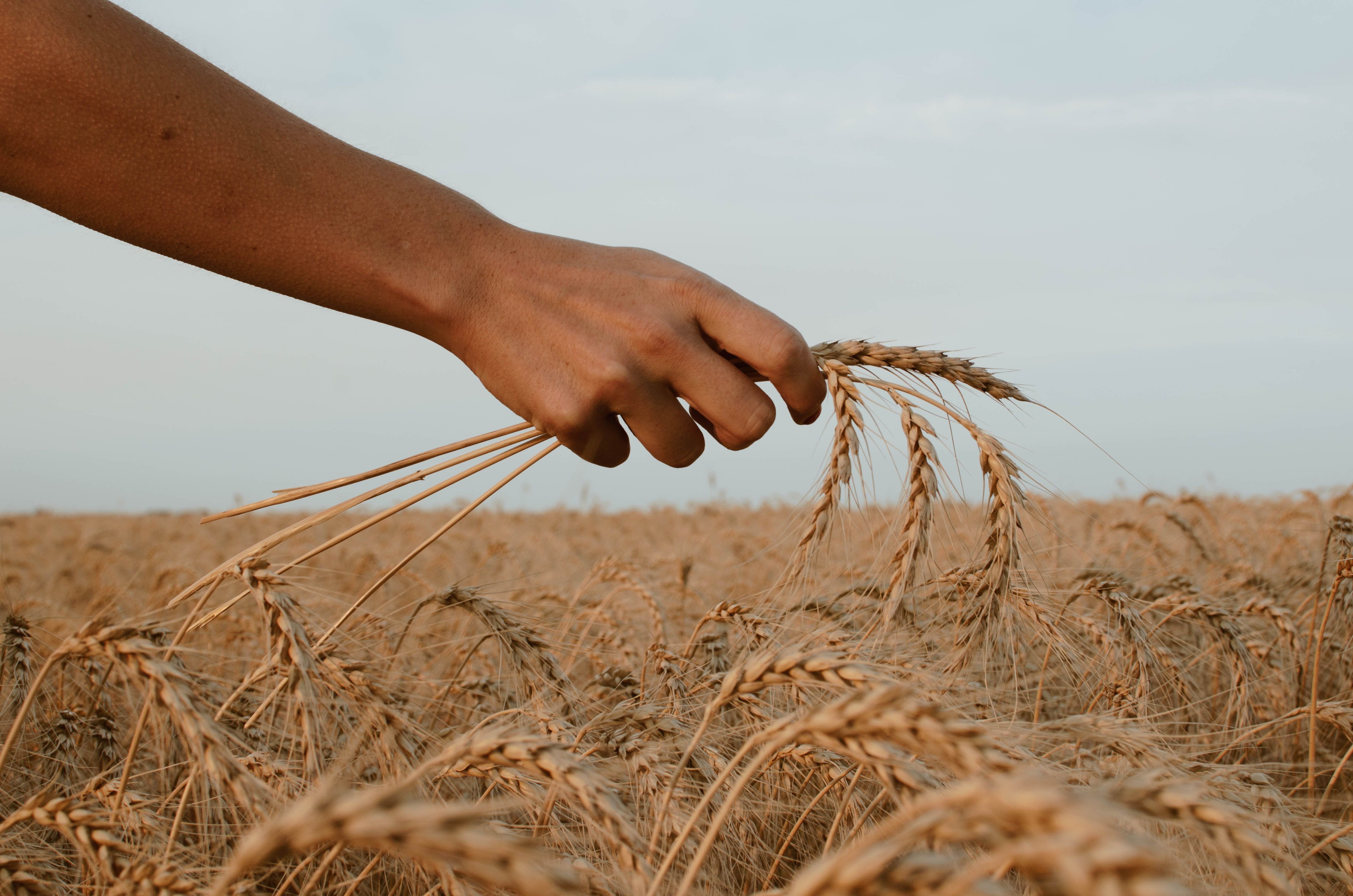 МВФ о росте цен на зерно после краха зерновой сделки