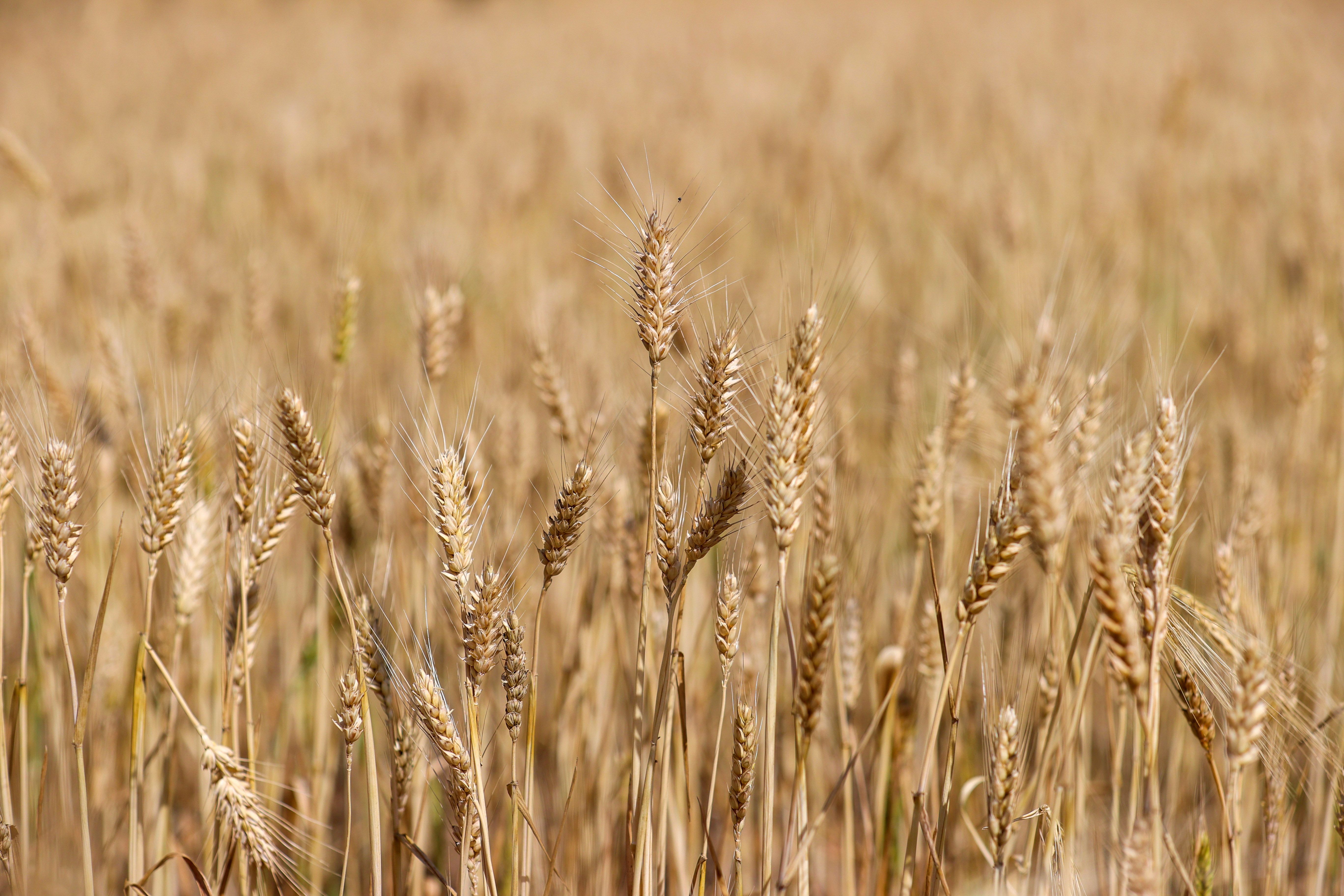Хорватія допоможе Україні експортувати зерно 